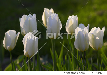 Closeup, white Tulips or flower on a sunny day for growing, gardening and romantic bouquet for love. Leaf, blossom and floral plant in nature for season change, gift or florist with bright color 114334920