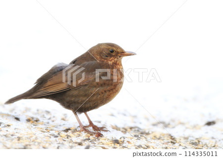 Blackbird, chick and animal in spring nature on ground with snow or ice to search for food and seeds. Bird, breed or closeup outdoor in backyard or park in countryside with young songbird or wildlife 114335011