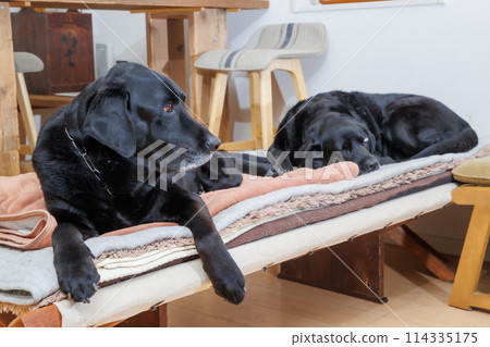黑色拉布拉多獵犬在室內放鬆 114335175