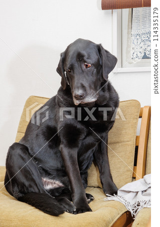 A black Labrador retriever dog relaxing on a chair indoors 114335179