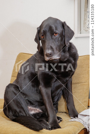 A black Labrador retriever dog relaxing on a chair indoors 114335180