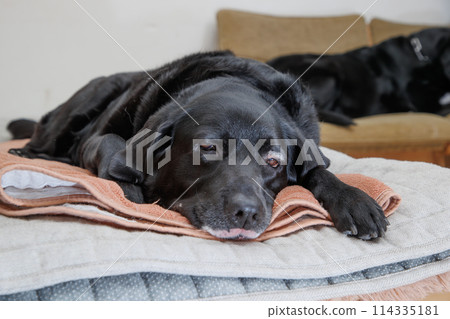 一隻黑色拉布拉多獵犬在室內放鬆 114335181
