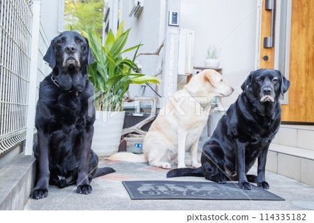 黑色拉布拉多獵犬在入口處炫耀 黑色拉布拉多獵犬在入口處炫耀 114335182