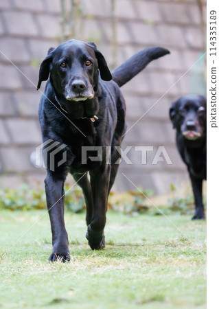 Black Labrador Retriever dogs walking outside Black Labrador Retriever dogs walking outside 114335189
