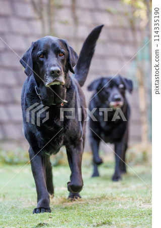 Black Labrador Retriever dogs walking outside Black Labrador Retriever dogs walking outside 114335190