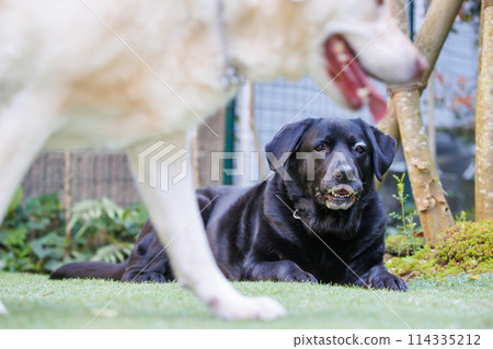 Black Labrador Retriever dog relaxing outside 114335212