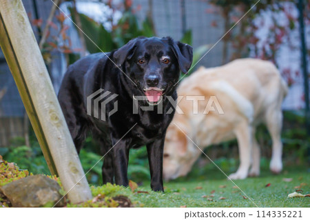黑色拉布拉多犬在外面散步 黑色拉布拉多犬在外面散步 114335221