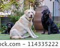 拉布拉多獵犬在外面放鬆 114335222