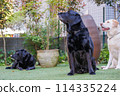 拉布拉多獵犬看著東西 114335224