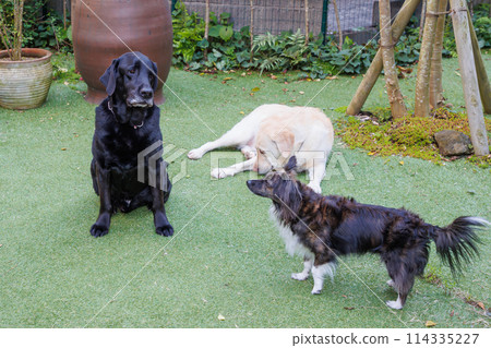 黑色拉布拉多獵犬在外面放鬆 114335227