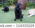 黑色拉布拉多獵犬在外面放鬆 114335229
