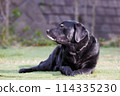 一隻黑色拉布拉多獵犬在外面放鬆 114335230