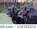 黑色拉布拉多獵犬看著外面的東西 114335231