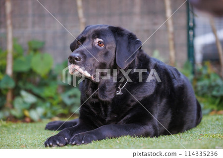 Black Labrador Retriever dog relaxing outside Black Labrador Retriever dog relaxing outside 114335236