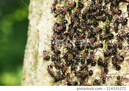 一群蜥蜴螞蟻 114335272