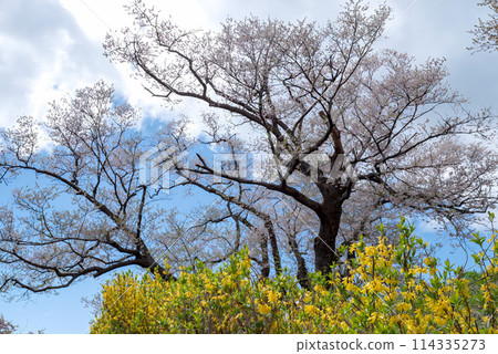 盛開的櫻花在藍天中閃耀 盛開的櫻花在藍天中閃耀 114335273