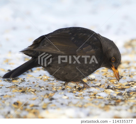 Black, bird and seed in nature with snow for winter, wildlife and natural habitat or environment for animal. Turdus merula, survival and hungry in cold weather in Europe for adaptation and closeup. Black, bird and seed in nature with snow for winter, wildlife and natural habitat or environment for animal. Turdus merula, survival and hungry in cold weather in Europe for adaptation and closeup. 114335377