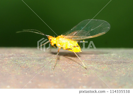 A type of aphid (winged type) 114335538