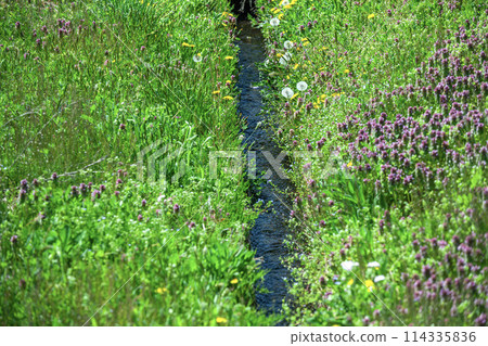 春溪 春溪 114335836