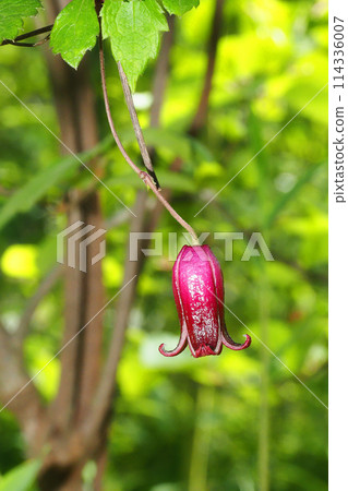 櫻花花 櫻花花 114336007