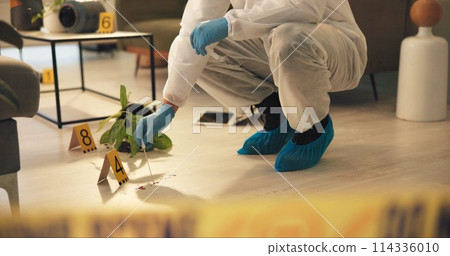 Crime scene, swab and police in house for evidence, investigation and inspection. Law enforcement, forensic analysis and investigator with container for DNA in apartment of victim, murder and search Crime scene, swab and police in house for evidence, investigation and inspection. Law enforcement, forensic analysis and investigator with container for DNA in apartment of victim, murder and search 114336010