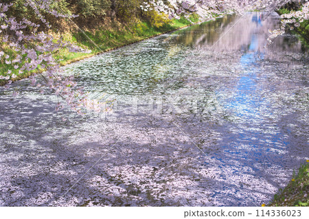 Beautiful flower rafts on the outer moat of Hirosaki Castle and cherry blossoms in full bloom, Aomori Prefecture Beautiful flower rafts on the outer moat of Hirosaki Castle and cherry blossoms in full bloom, Aomori Prefecture 114336023