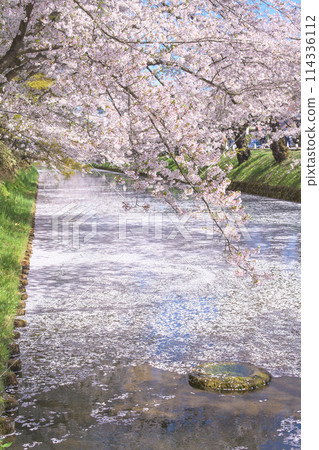 青森縣弘前城外護城河裡美麗的花筏和盛開的櫻花 114336112