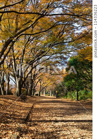 秋天的駒澤公園 114336223
