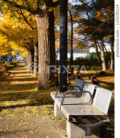 秋天的駒澤公園長椅 秋天的駒澤公園長椅 114336224