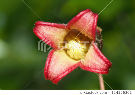 櫻花花 櫻花花 114336301