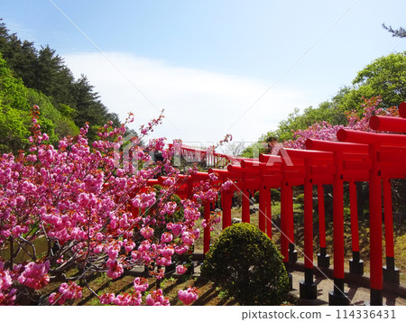 永恆的鳥居與盛開的櫻花 114336431