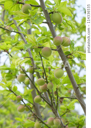 Green plums in the plum orchard in early summer Green plums in the plum orchard in early summer 114336535