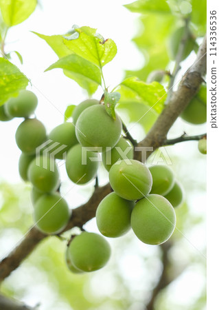 Green plums in the plum orchard in early summer 114336536