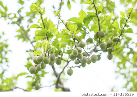 初夏梅園裡的青梅果 114336539