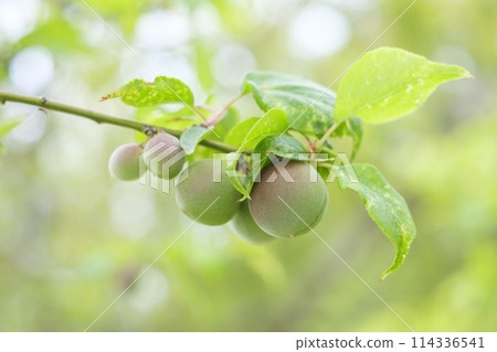 Green plums in the plum orchard in early summer Green plums in the plum orchard in early summer 114336541