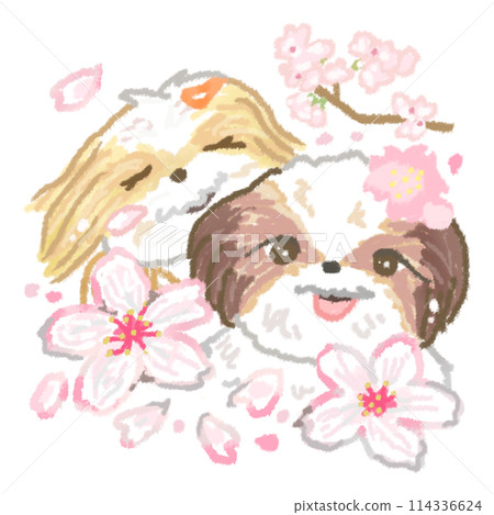 Cherry blossoms in full bloom and a Shih Tzu 114336624