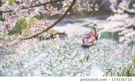 Refreshing Hirosaki Park: Cherry blossoms in full bloom and a sightseeing boat sailing along a moat made of flower rafts, Aomori Prefecture 114336710