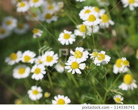 White chamomile flowers White chamomile flowers 114336741