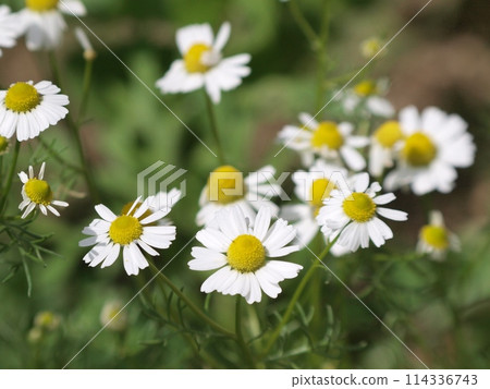 白色洋甘菊花 114336743