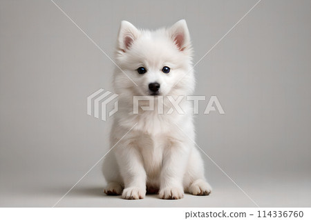 A cute fox terrier puppy sitting on the ground 114336760