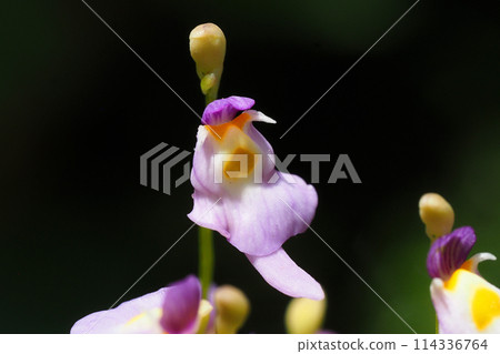 Clione flower (Clioness) Clione flower (Clioness) 114336764