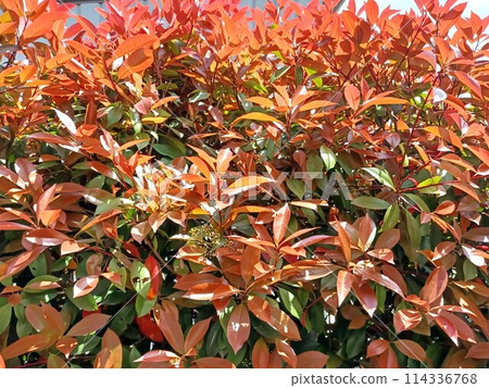 A beautiful red Japanese photinia hedge with bright red new shoots A beautiful red Japanese photinia hedge with bright red new shoots 114336768