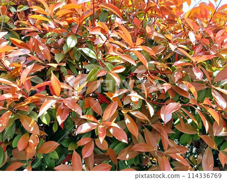 A beautiful red Japanese photinia hedge with bright red new shoots A beautiful red Japanese photinia hedge with bright red new shoots 114336769