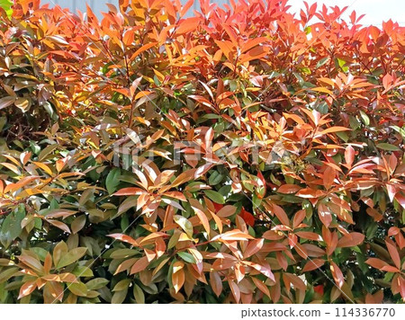 A beautiful red Japanese photinia hedge with bright red new shoots A beautiful red Japanese photinia hedge with bright red new shoots 114336770