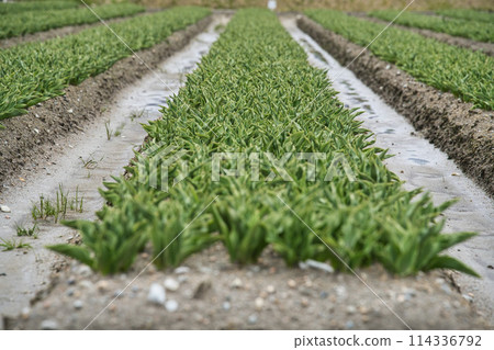 富山的鬱金香花田 富山的鬱金香花田 114336792