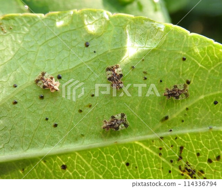 A small insect of the family Pyridae, "Nashigunbai (pear fan)" 114336794
