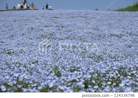 日立海濱公園的Nemophila 114336796