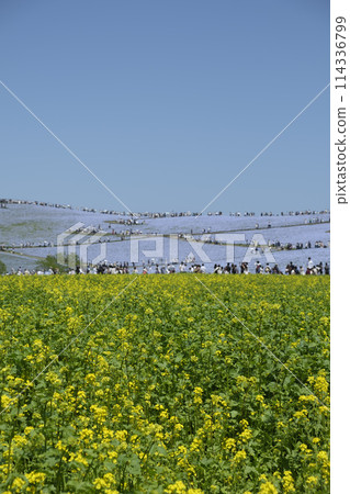 Nemophila of Hitachi Seaside Park Nemophila of Hitachi Seaside Park 114336799