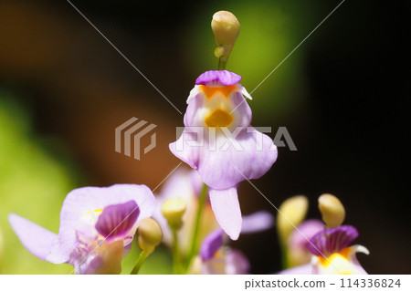 Clione flower (Clioness) 114336824