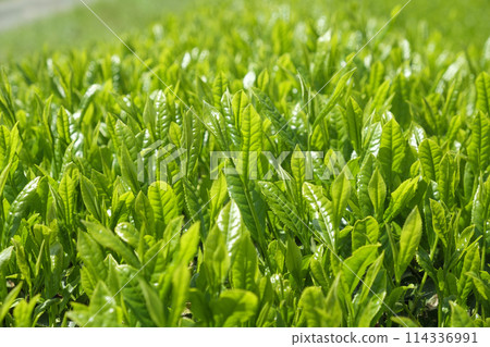 Tea fields with new tea in early summer 114336991